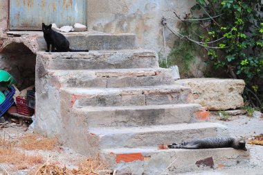 İki evsiz kedi merdivenlerde dinlenme