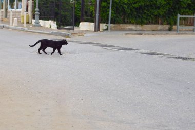 Kara kedi yoldan geçiyor.
