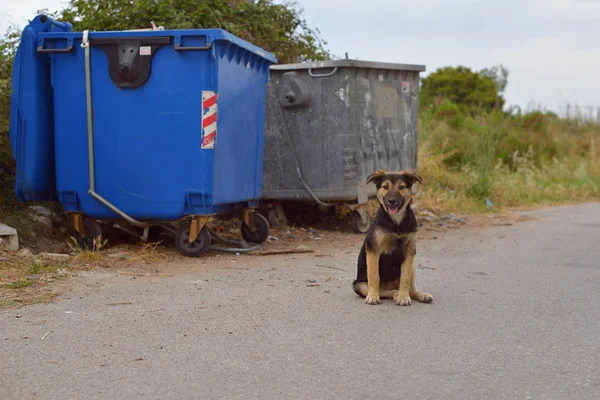 Chiot Sans Abri Sur Fond Des Poubelles — Photo