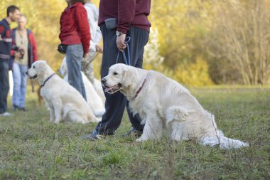 Moskova, Rusya - 14 Ekim 2018: Av köpeği sahibiyle parkta