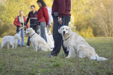 Moskova, Rusya - 14 Ekim 2018: Av köpeği sahibiyle parkta