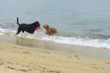 Sahilde oynayan iki köpek.