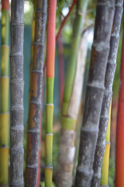 renkli bambu arka plan, doğa