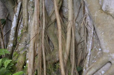 Ağaç kökleri arka plan, doğa