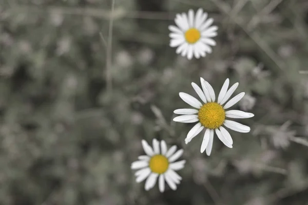 Beautiful Daisies Top View — Stock Photo, Image