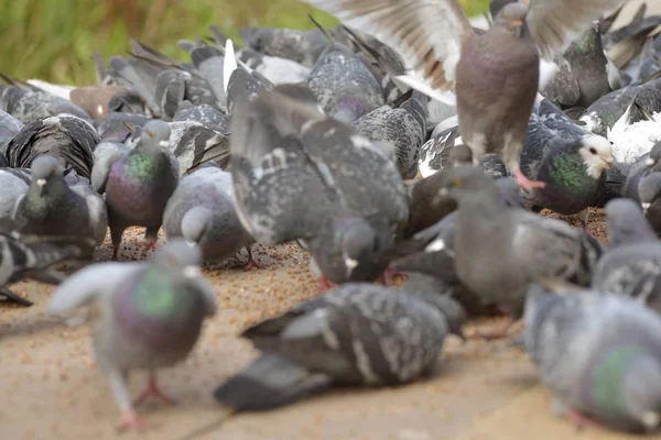 Viele Tauben Fressen Futter Auf Dem Boden Park — Stockfoto