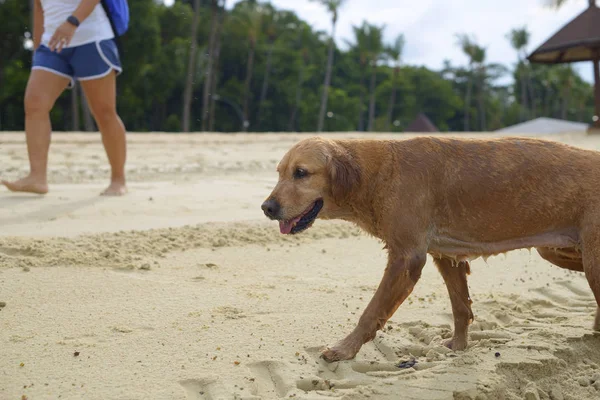 Hund Mit Besitzer Strand — Stockfoto
