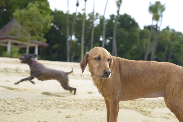 Deux Chiens Jouant Sur Plage — Photo