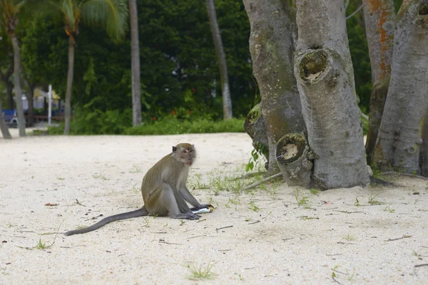 Wilde Aap Het Gazon — Stockfoto