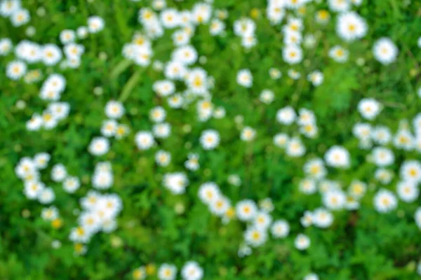 Top View Green Grass Small Blurred White Flowers — Stock Photo, Image