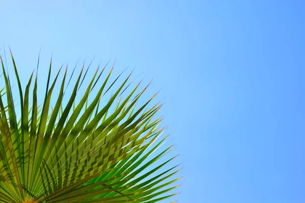 Hojas Palma Sobre Fondo Coloreado — Foto de Stock