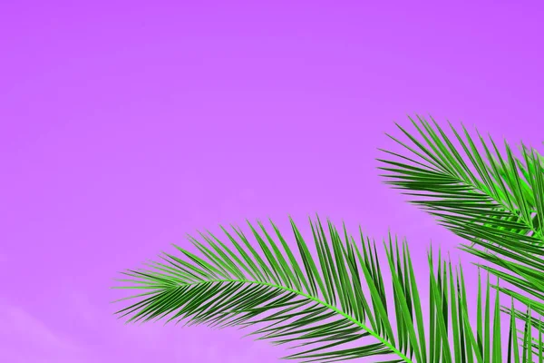 Пальмовые Листья Цветном Фоне — стоковое фото