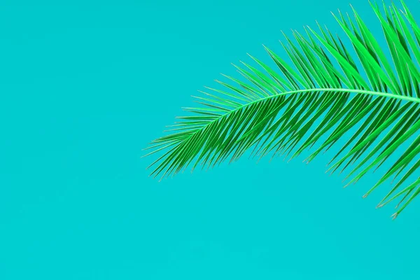 Palm Leaves Colored Background — Stock Photo, Image