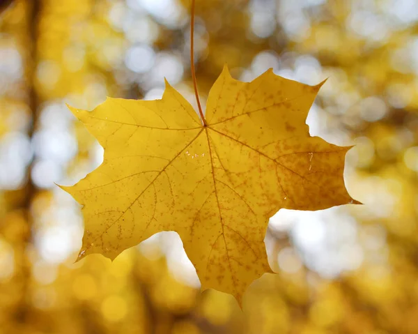 黄金の秋 オレンジの葉の美しい背景 — ストック写真
