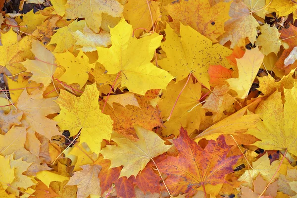 Gouden Herfst Prachtige Achtergrond Van Sinaasappelbladeren Stockfoto