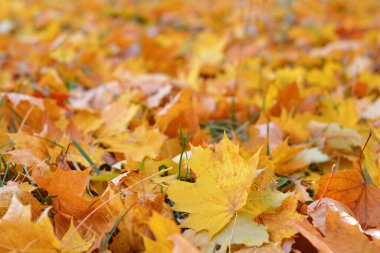 Altın sonbahar, portakal yapraklarının güzel arkaplanı
