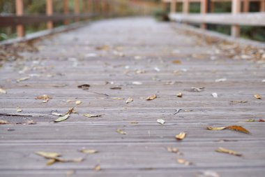 Altın sonbahar, yoldaki portakal yapraklarının güzel arkaplanı