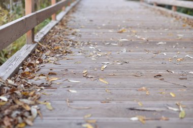 Altın sonbahar, yoldaki portakal yapraklarının güzel arkaplanı