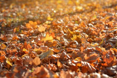 Altın sonbahar, portakal yapraklarının güzel arkaplanı