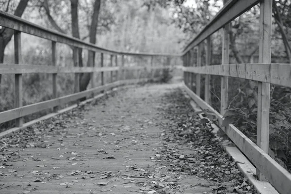 Autumn Beautiful Background Leaves Path Black White — Stock Photo, Image