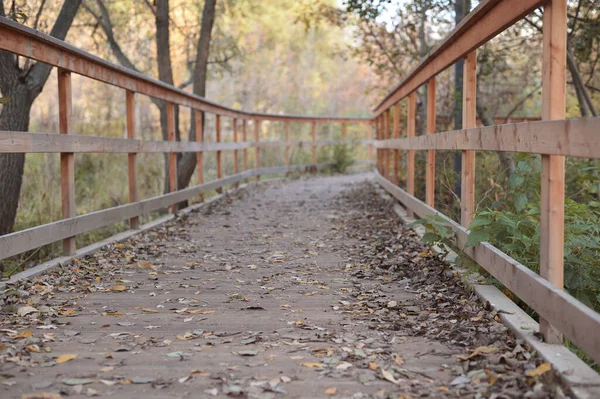 Otoño Dorado Hermoso Fondo Hojas Anaranjadas Camino —  Fotos de Stock