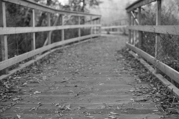 Autumn Beautiful Background Leaves Path Black White — Stock Photo, Image