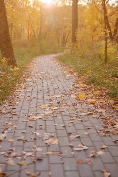 Goldener Herbst Schöner Hintergrund Orangefarbener Blätter Auf Dem Weg — Stockfoto