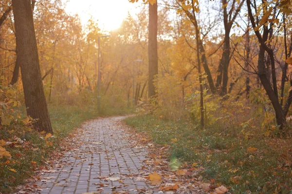 Goldener Herbst Schöner Hintergrund Orangefarbener Blätter Auf Dem Weg — Stockfoto