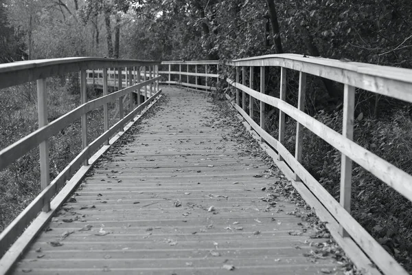 Autumn Beautiful Background Leaves Path Black White — Stock Photo, Image