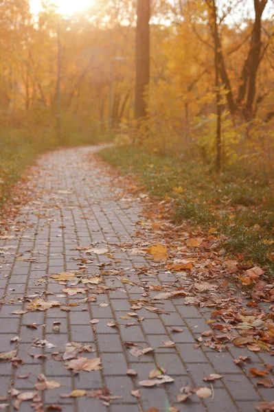 Golden Autumn Beautiful Background Orange Leaves Path — Stock Photo, Image