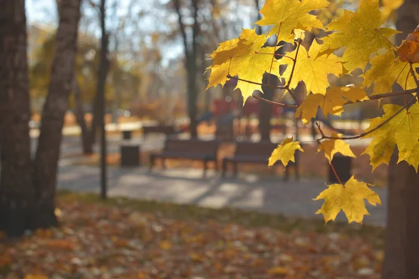 Herbstblätter Auf Dem Hintergrund Des Parks — Stockfoto