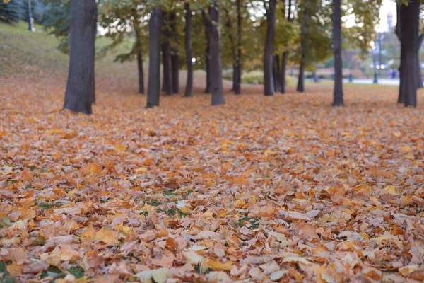 Goldener Herbst Schöner Hintergrund Aus Orangen Blättern — Stockfoto
