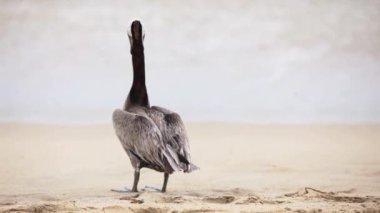 sahilde pelikan kuş