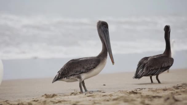 Pelikaan vogel op het strand — Stockvideo