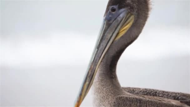 Pelican Bird på stranden — Stockvideo