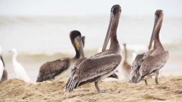 Pássaro pelicano na praia — Vídeo de Stock