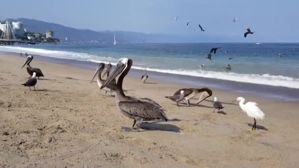 Pelikanvogel am Strand