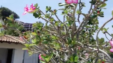 Bansai ağacı ve yüzme havuzu