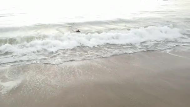 Hond speelt in de oceaan — Stockvideo