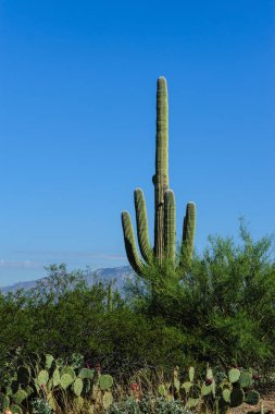 Dev Saguaro Güney Arizon