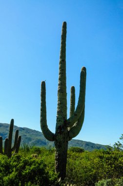 Bir dev Saguaro, bir Saguaro Milli Parkı'nda, Tucson Arizona yakınlarında, dünyanın en büyük kaktüsler
