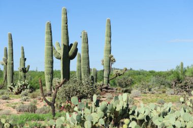 Dev Saguaro Güney Arizon