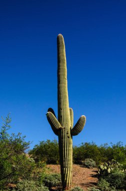 Dev Saguaro Güney Arizon