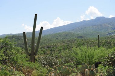Dev Saguaro Güney Arizon