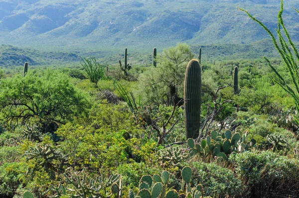 Obří Saguaro v jižním Arizon — Stock fotografie