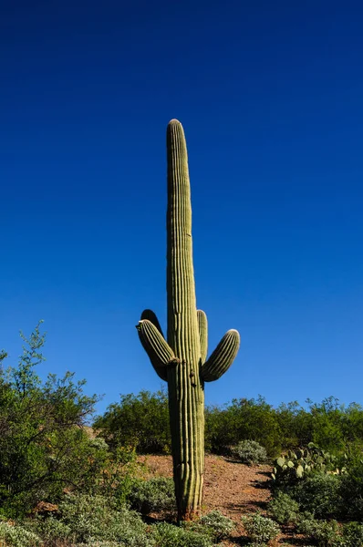 Saguaro gigante no sul de Arizon — Fotografia de Stock