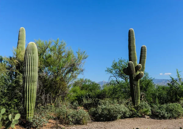 남부 Arizon에 거 대 한 Saguaro — 스톡 사진