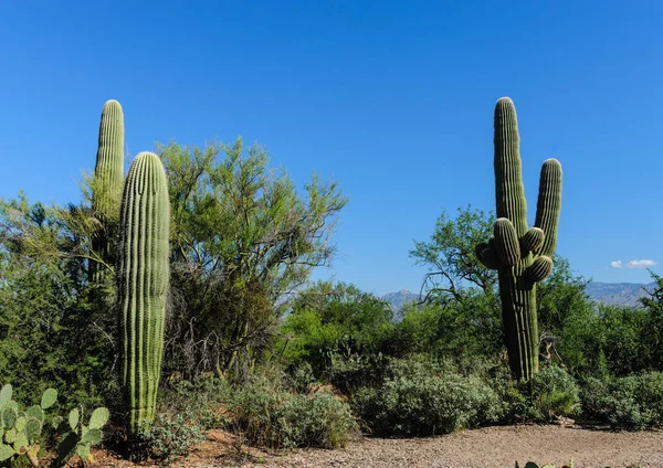 Saguaro gigante no sul de Arizon — Fotografia de Stock