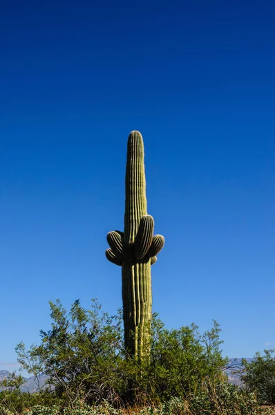 Olbrzymie Saguaro w południowej Arizon — Zdjęcie stockowe