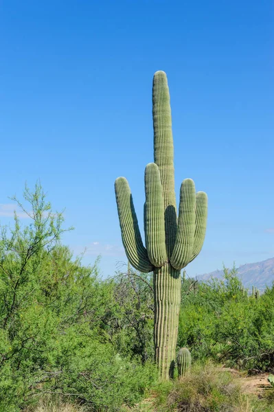 Saguaro géant dans le sud d'Arizon — Photo